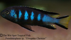 Pseudotropheus sp. - Elongatus Chewere