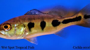 Cichla occelaris