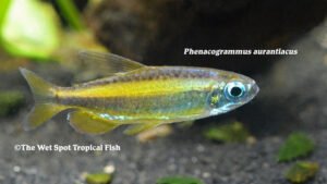 Phenacogrammus aurantiacus