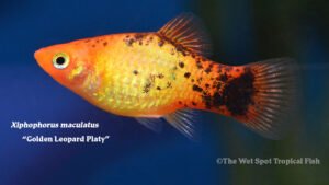 Xiphophorus maculatus - Golden Leopard Platy