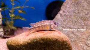 Orthochromis stormsi