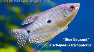 Trichopodus trichopterus - Blue Gourami