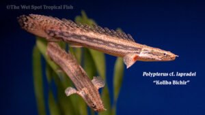 Polypterus cf. lapradei - Koliba Bichir