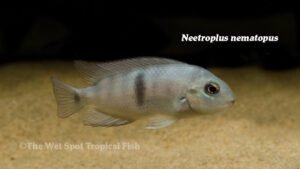 Neetroplus nematopus