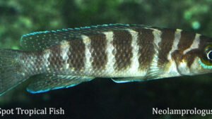 Neolamprologus cylindricus