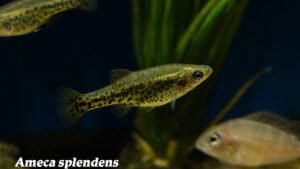 Ameca splendens