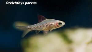 Oreichthys parvus