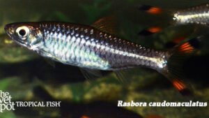 Rasbora caudomaculatus