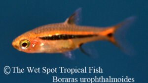 Boraras urophthalmoides