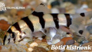 Botia histrionica