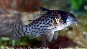 Corydoras kanei