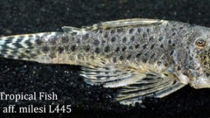 Chaetostoma sp. aff. milesi