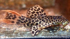 Pseudacanthicus leopardus