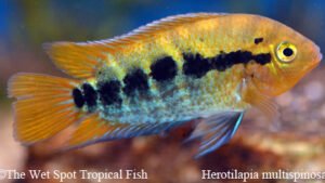 Herotilapia multispinosa