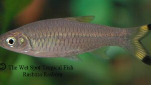 Rasbora Rasbora