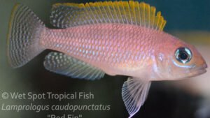 Lamprologus caudopunctatus - Red Fin