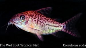 Corydoras sodalis