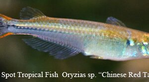 Oryzias sp. - Chinese Red Tail Ricefish