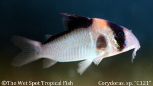 Corydoras sp.