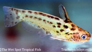 Trachelyichthys exilis