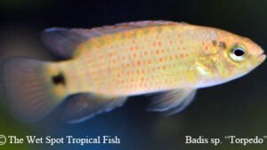 Badis sp. - Torpedo