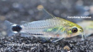 Corydoras hastatus