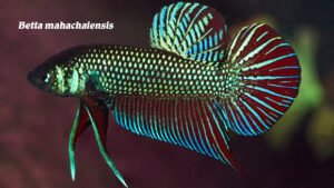 Betta mahachaiensis