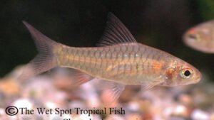 Clypeobarbus congicus