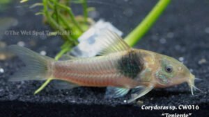 Corydoras sp. - Teniente