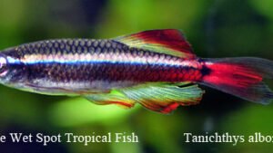 Tanichthys albonubes