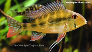 Geophagus dicrozoster