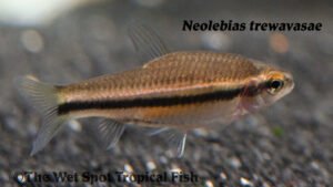 Neolebias trewavasae