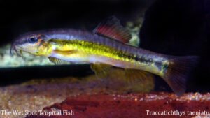 Traccatichthys taeniatus