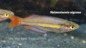 Melanotaenia nigrans