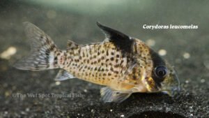 Corydoras leucomelas