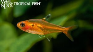 Hyphessobrycon haraldschultzi - Red Crystal Tetra