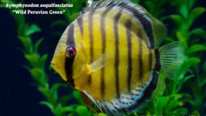 Symphysodon aequifasciatus - Wild Peruvian Green