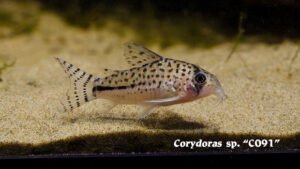 Corydoras sp.