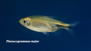 Phenacogrammus major