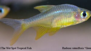 Rasboroides vaterifloris - Green Fish