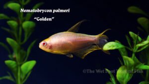 Nematobrycon palmeri - Golden