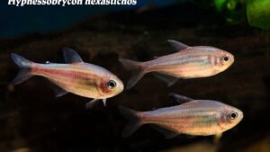 Hypthessobrycon hexastichos