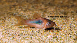 Corydoras aeneus