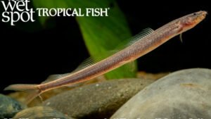 Vaillantella maassi - Forktail Loach