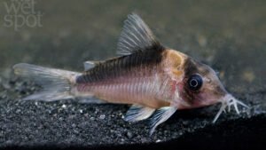 Corydoras serratus