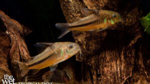 Corydoras nattereri