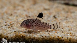 Corydoras cruziensis