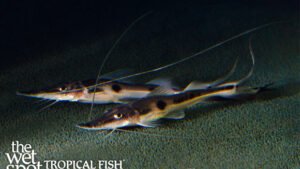 Platystomatichthys sturio