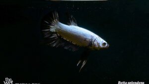 Betta splendens - Black Dragon Fish