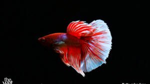 Betta splendens - Dumbo